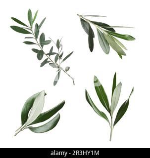 Set of olive twigs with fresh green leaves on white background. Banner ...