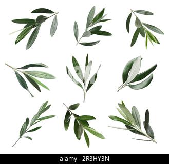 Set of olive twigs with fresh green leaves on white background Stock ...