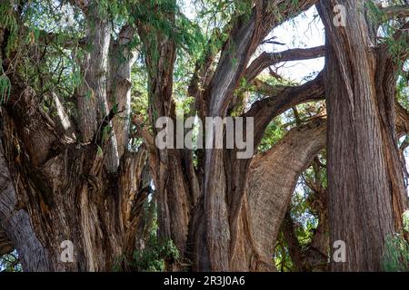 Arbol del Tule, Oaxaca, Mexico Stock Photo