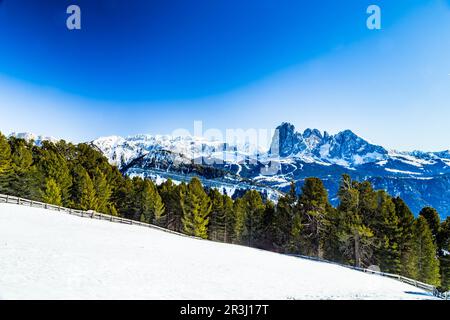 Dolomite mountains covered with white snow and green conifers Stock Photo