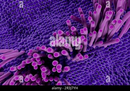 Tendon structure in the human body - 3d illustration top view Stock Photo