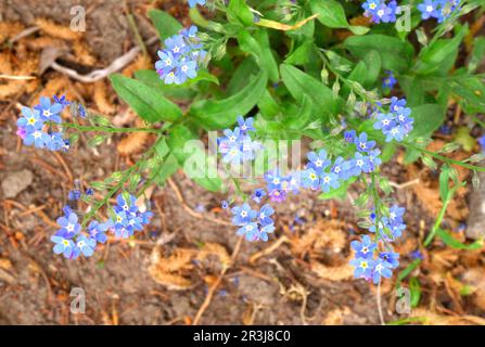 Forget me nots, Myosotis, flowering in a garden, Szigethalom, Hungary Stock Photo