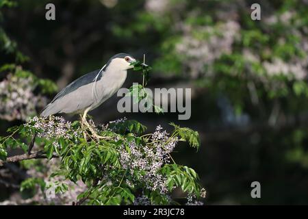Black-crowned night heron (Nycticorax nycticorax) in Japan Stock Photo
