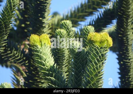 Araucaria araucana, monkey puzzle tree, female cones Stock Photo
