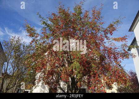 Sorbus aucuparia, rowan Stock Photo