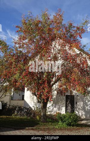 Sorbus aucuparia, rowan Stock Photo