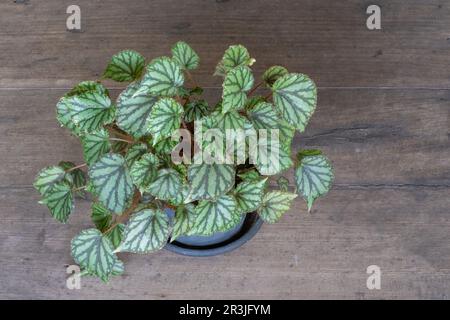 Closeup view of beautiful rhizomatous begonia with mint green striped leaves isolated outdoors on wooden table Stock Photo