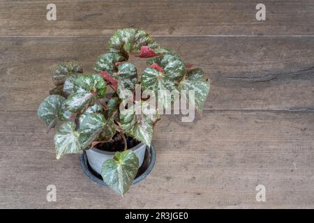 Closeup view of healthy rhizomatous begonia with green, silver and dark red foliage isolated on wooden table outdoors Stock Photo