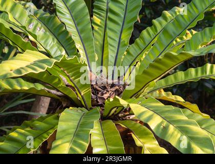 Closeup view of epiphytic fern species asplenium nidus aka bird's nest fern outdoors in morning sunlight in tropical garden Stock Photo