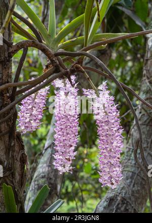 Closeup view of backlit white and purple clusters of flowers of rhynchostylis retusa epiphytic orchid species blooming outdoors in tropical garden Stock Photo
