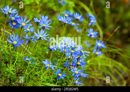 Blue Wild flowers on coastal mountainside in Cape Town Stock Photo