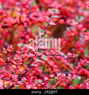 Blurred autumn background. Red leaves and fruits on the cotoneaster branches Stock Photo