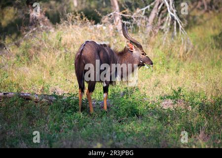 Nyala-Bulle Stock Photo