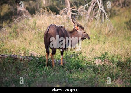 Nyala-Bulle Stock Photo