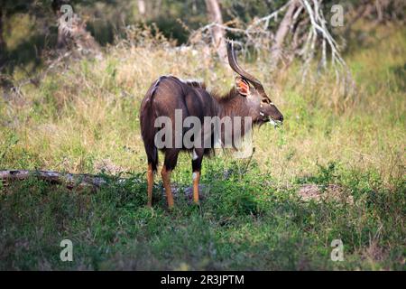 Nyala-Bulle Stock Photo