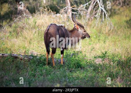 Nyala-Bulle Stock Photo
