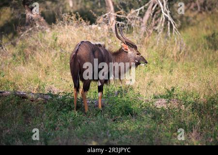 Nyala Stock Photo