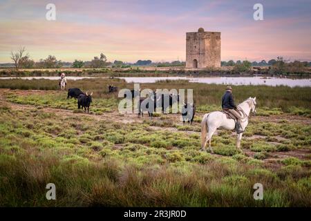 Cowboy carrying a long cattle prod near a herd of bulls, Camargue, France Stock Photo