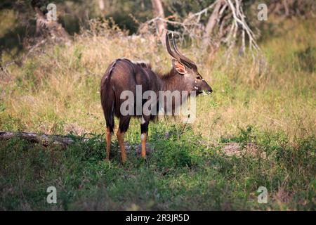 Nyala-Bulle Stock Photo