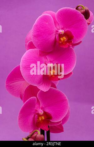 purple orchid, Phalaenopsis, Mallorca, Balearic Islands, Spain. Stock Photo