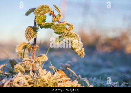 Frost plant of nettle, urtica urens. Shot done from floor a cold winter morning, Badajoz, Spain Stock Photo