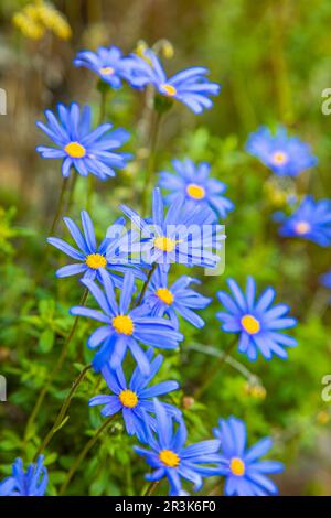 Blue Wild flowers on coastal mountainside in Cape Town Stock Photo