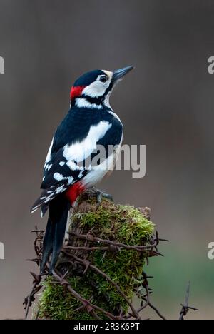 Great spotted woodpecker (Dendrocopos major) perched on top of a post, England Stock Photo