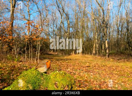 Robin; (Erithacus rubecula) perched on a mossy log, England Stock Photo