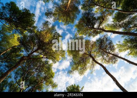Looking up through the pine trees in croatia Stock Photo