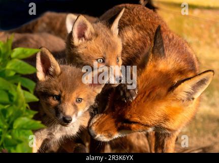 Red fox (Vulpes vulpes) vixen cleaning cubs, England