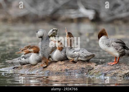 Family of Goosanders (Mergus merganser) on a rock and looking up to the sky. A bird with a protrusion under its beak. La Mauricie National Park. Quebe Stock Photo