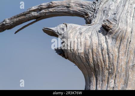 Dead tree resembling the face of an animal. National park of Gaspesie. Quebec. Canada Stock Photo