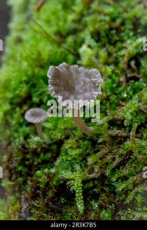 Moss navel (Arrhenia rickenii) growing on moss-covered wall, Gers, France Stock Photo