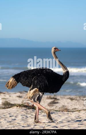 South African ostrich, black-necked ostrich, Cape ostrich or southern ostrich (Struthio camelus australis) on the beach with Table Mountain in the bac Stock Photo