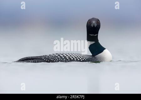 Great Northern Loon (Gavia immer), side view of an adult in the water, Northeastern Region, Iceland Stock Photo