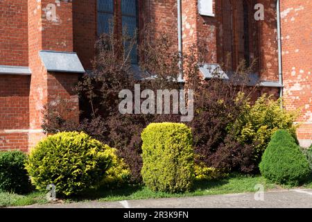Landscape desing near brick wall with group of different coniferous evergreen plants in sunny day. Various forms of bushes Stock Photo