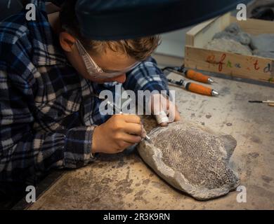 Preparation of a fossil fish from Lorraine using a micro-hammer. - Blouet brothers collection Stock Photo