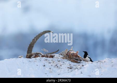 Eurasian Magpie (Pica pica) in winter on an Alpine ibex carcass in Valais, Switzerland. Stock Photo