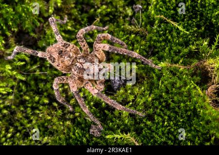 Top view of subadult female of false wolf spider (Zoropsis spinimana) walking on moss, Liguria, Italy Stock Photo
