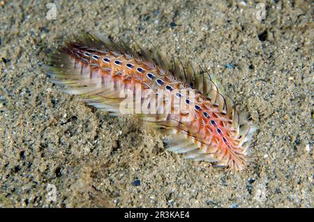 Golden Fire Worm (Chloeia amphora) on sand, Night dive, Dili Rock East dive site, Dili, East Timor Stock Photo