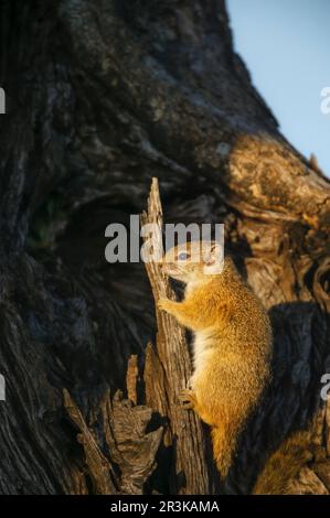 Smith's bush squirrel, yellow-footed squirrel or tree squirrel (Paraxerus cepapi). Mashatu, Northern Tuli Game Reserve. Botswana Stock Photo