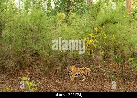 wild bengal female tiger or panthera tigris with eye contact in natural green bamboo forest background in buffer area zone safari at bandhavgarh india Stock Photo