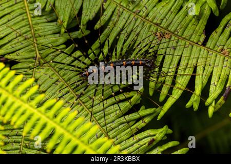 Long-legged Centipede (Thereuopoda sp) in situ, Analamazaotra Madagascar Stock Photo