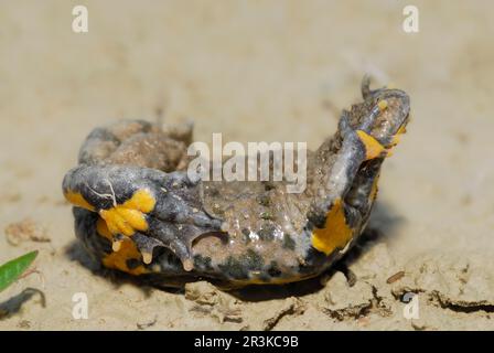 Yellow-bellied toad (Bombina variegata) Catalepsy, France Stock Photo