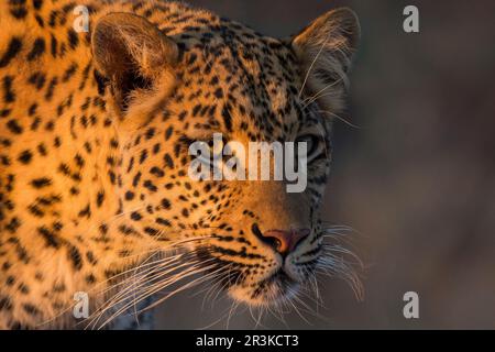 African leopard (Panthera pardus) portrait in the savanna, Zelda guest farm, Gobabis, Omaheke, Namibia Stock Photo