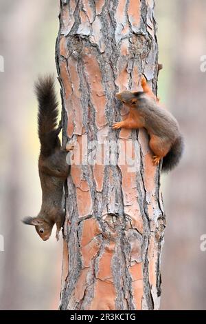 Red Squirrels (Sciurus vulgaris) chasing each other on a trunk, France Stock Photo