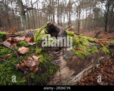Moss  on a tree log in a forest Stock Photo