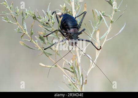 Armoured ground cricket (Acanthoplus discoidalis) on tiwgs, Namibia Stock Photo