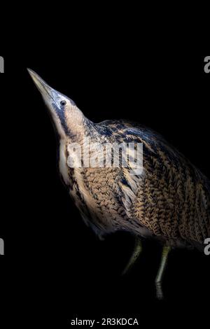 Portrait of Great Bittern (Botaurus stellaris) in water Stock Photo