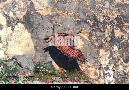Eurasian Eagle-Owl (Bubo bubo) in flight in front of a cliff, Alps, Switzerland Stock Photo